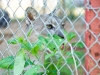 20120520-dsc01091_sm